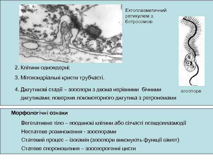 Ектоплазматичний ретикулюм з ботросомою 2. Клітини одноядерні; 3. Мітохондріальні кристи трубчасті. 4. Джгутикові стадії