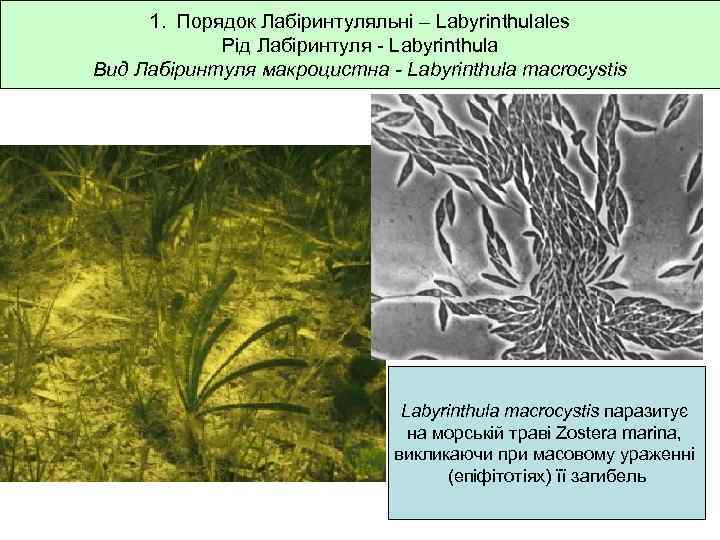 1. Порядок Лабіринтуляльні – Labyrinthulales Рід Лабіринтуля - Labyrinthula Вид Лабіринтуля макроцистна - Labyrinthula