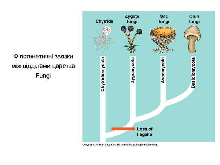 Філогенетичні звязки між відділами царства Fungi 