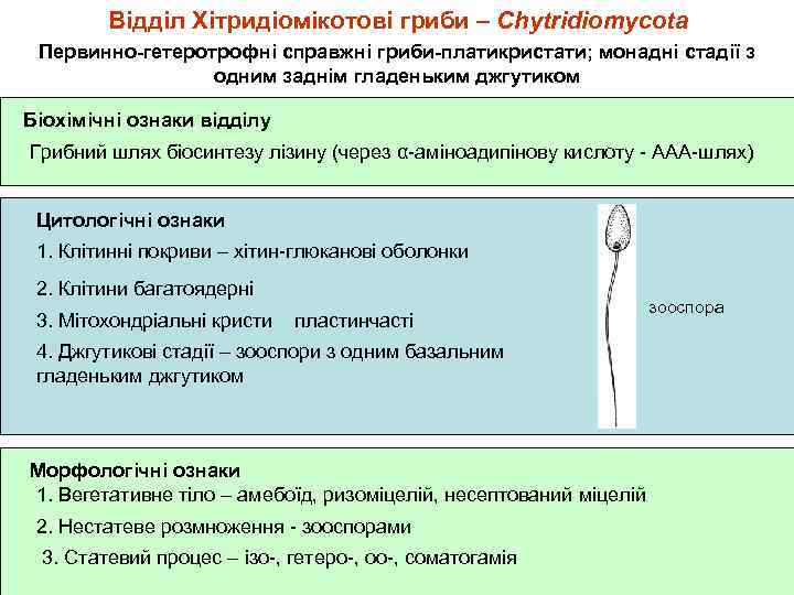 Відділ Хітридіомікотові гриби – Chytridiomycota Первинно-гетеротрофні справжні гриби-платикристати; монадні стадії з одним заднім гладеньким