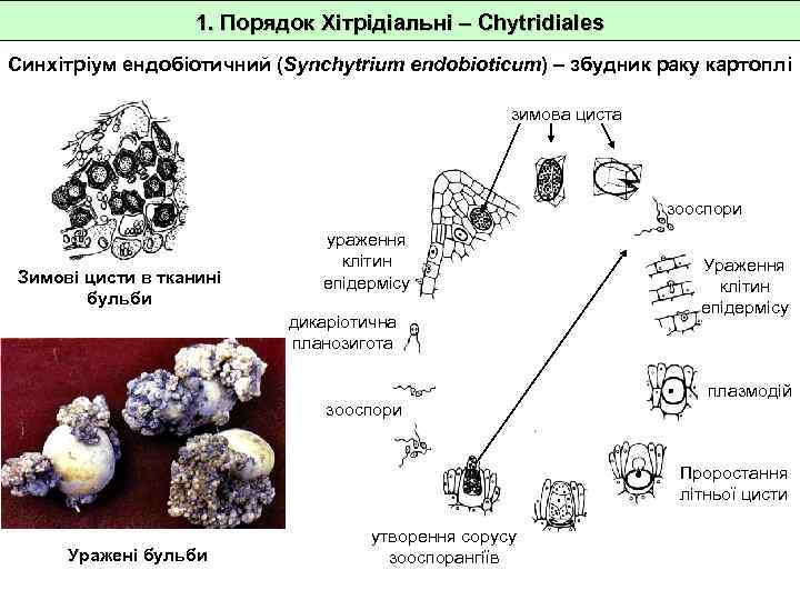 1. Порядок Хітрідіальні – Chytridiales Синхітріум ендобіотичний (Synchytrium endobioticum) – збудник раку картоплі зимова
