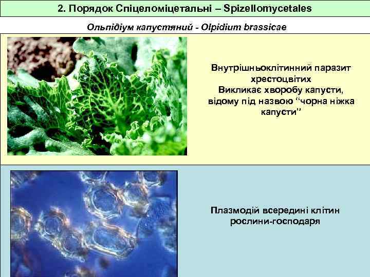 2. Порядок Спіцеломіцетальні – Spizellomycetales Ольпідіум капустяний - Olpidium brassicae Внутрішньоклітинний паразит хрестоцвітих Викликає