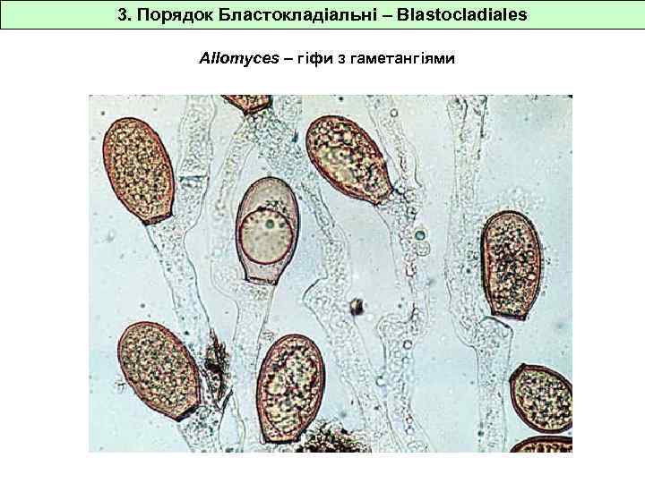 3. Порядок Бластокладіальні – Blastocladiales Allomyces – гіфи з гаметангіями 