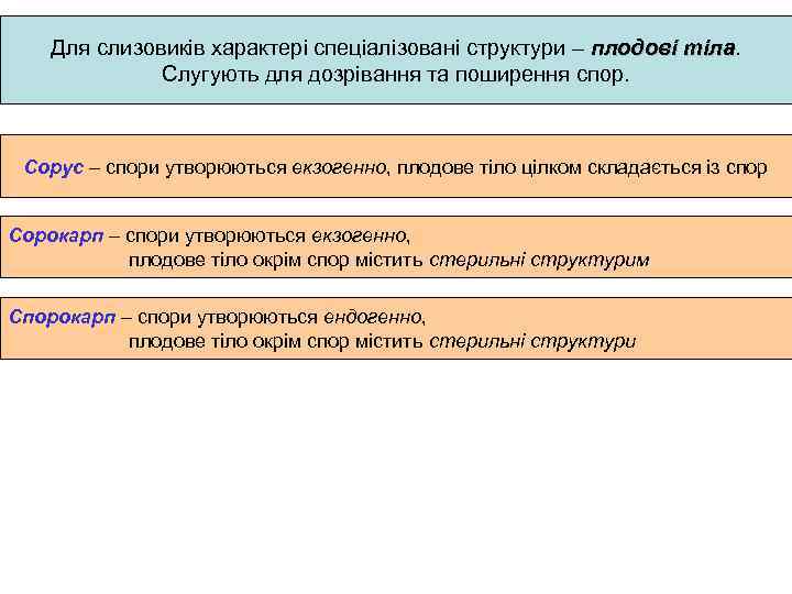 Для слизовиків характері спеціалізовані структури – плодові тіла Слугують для дозрівання та поширення спор.