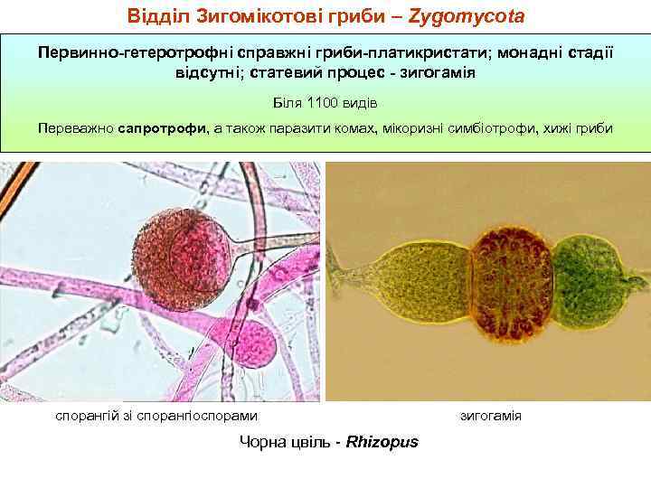 Відділ Зигомікотові гриби – Zygomycota Первинно-гетеротрофні справжні гриби-платикристати; монадні стадії відсутні; статевий процес -