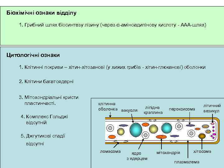 Біохімічні ознаки відділу 1. Грибний шлях біосинтезу лізину (через α-аміноадипінову кислоту - ААА-шлях) Цитологічні