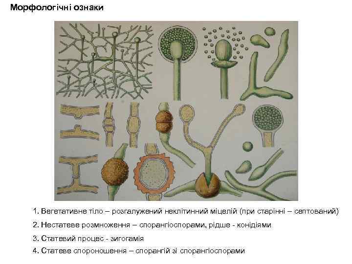 Морфологічні ознаки 1. Вегетативне тіло – розгалужений неклітинний міцелій (при старінні – септований) 2.