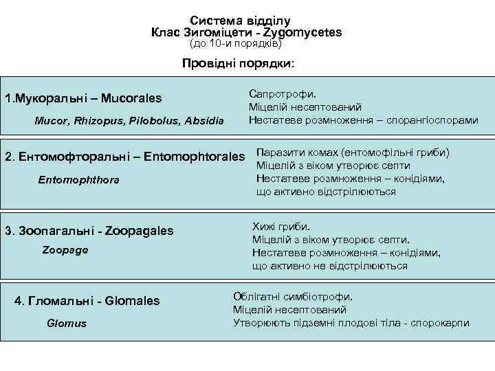 Система відділу Клас Зигоміцети - Zygomycetes (до 10 -и порядків) Провідні порядки: 1. Мукоральні