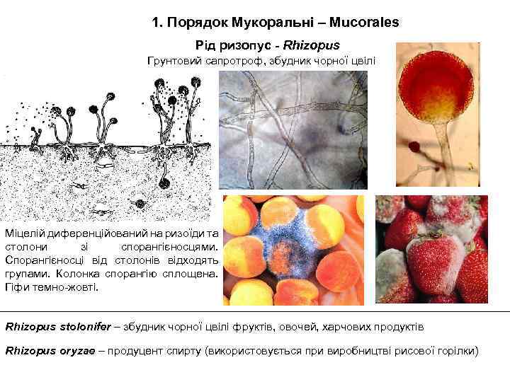 1. Порядок Мукоральні – Mucorales Рід ризопус - Rhizopus Грунтовий сапротроф, збудник чорної цвілі