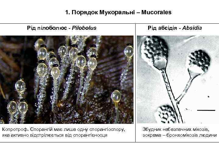1. Порядок Мукоральні – Mucorales Рід пілоболюс - Pilobolus Копротроф. Спорангій має лише одну