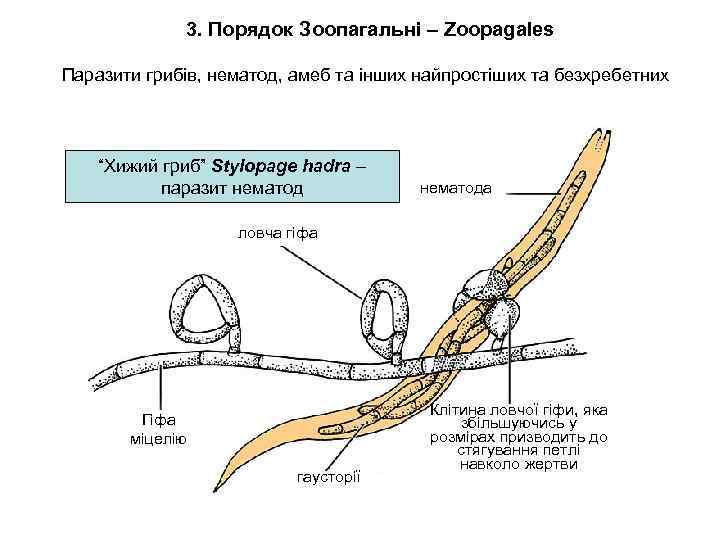 3. Порядок Зоопагальні – Zoopagales Паразити грибів, нематод, амеб та інших найпростіших та безхребетних