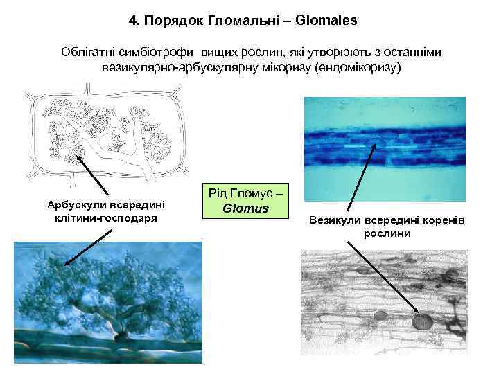 4. Порядок Гломальні – Glomales Облігатні симбіотрофи вищих рослин, які утворюють з останніми везикулярно-арбускулярну