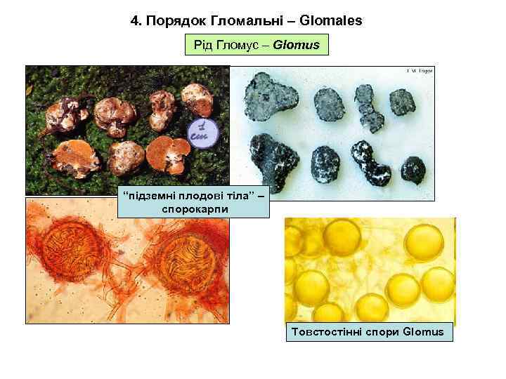 4. Порядок Гломальні – Glomales Рід Гломус – Glomus “підземні плодові тіла” – спорокарпи