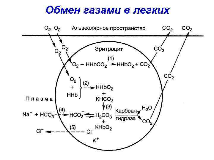 Обмен газами в легких 