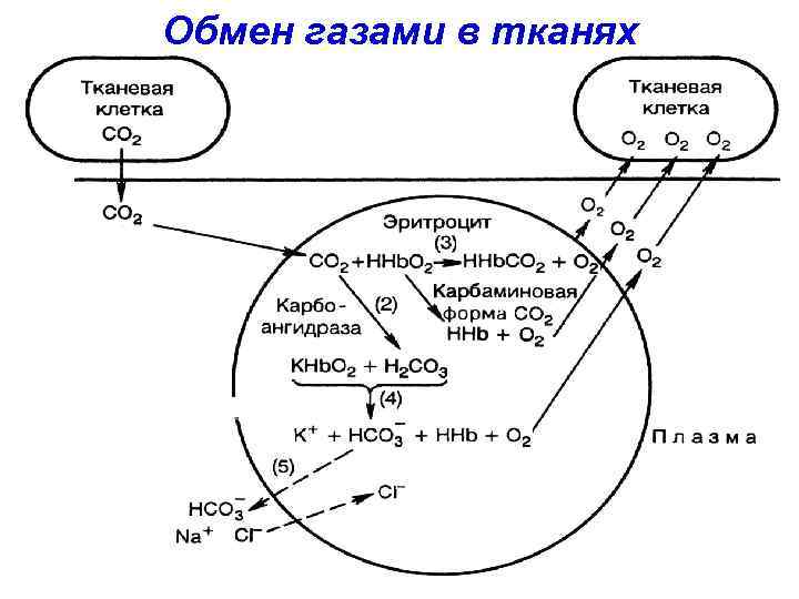 Обмен газами в тканях 