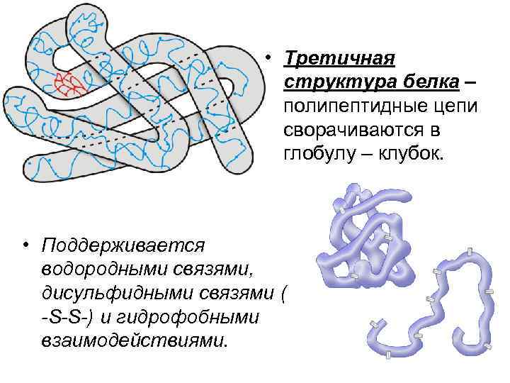  • Третичная структура белка – полипептидные цепи сворачиваются в глобулу – клубок. •