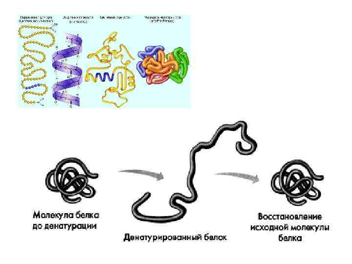 Транспорт молекул белка