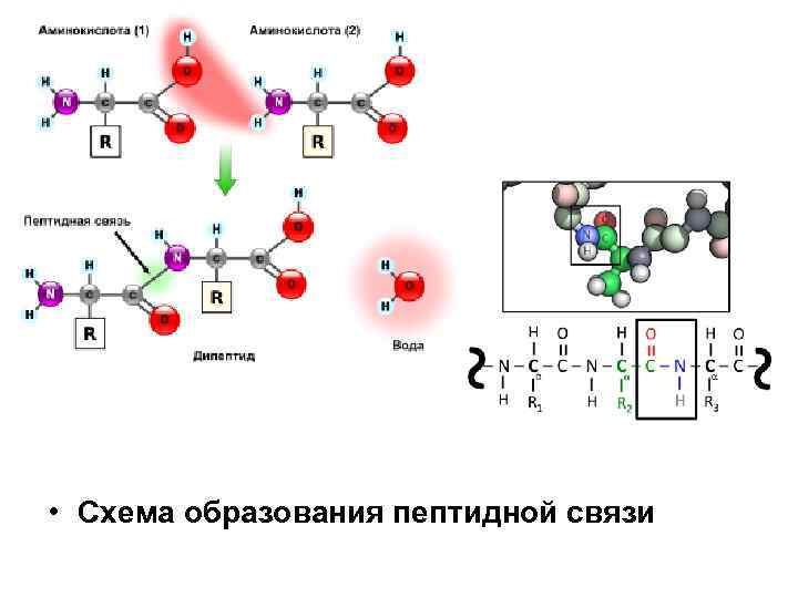  • Схема образования пептидной связи 