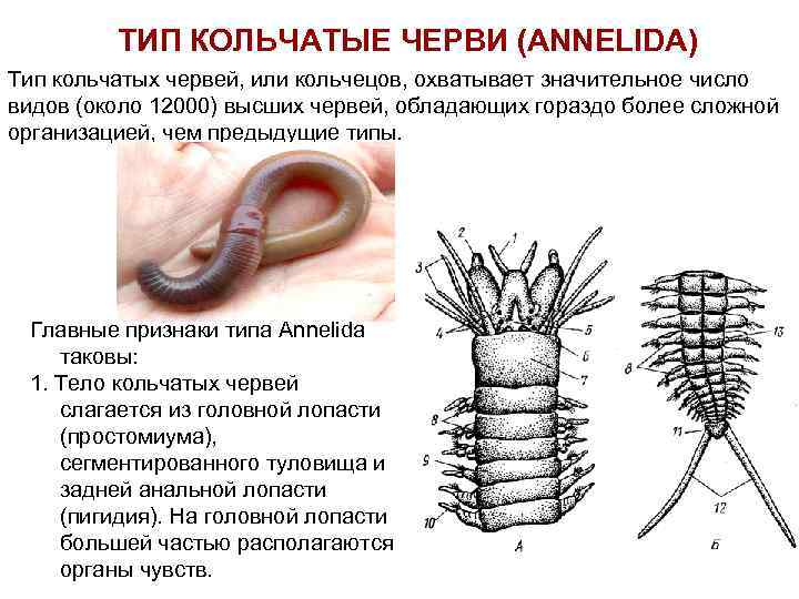 Кольчатые черви рисунок