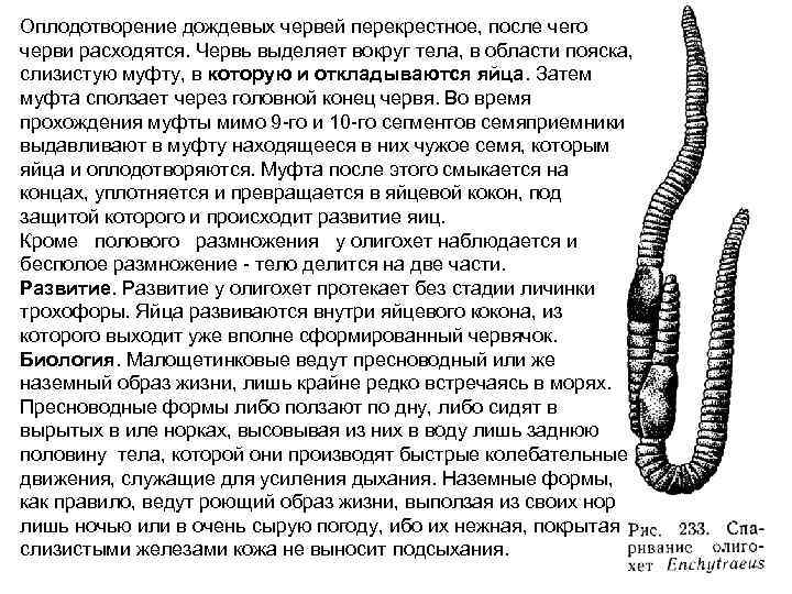 Оплодотворение дождевых червей перекрестное, после чего черви расходятся. Червь выделяет вокруг тела, в области