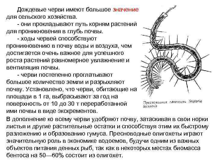 Дождевые черви имеют большое значение для сельского хозяйства. - они прокладывают путь корням растений