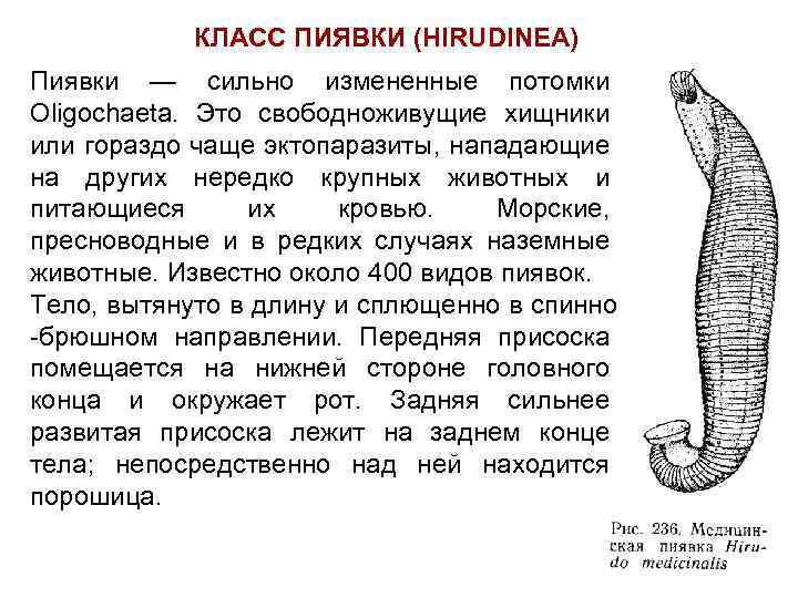 Класс пиявки. 7 Класс биология краткое сообщение о пиявках. Биология 7 кл доклад пиявки. Пиявки кольчатые черви характеристика.