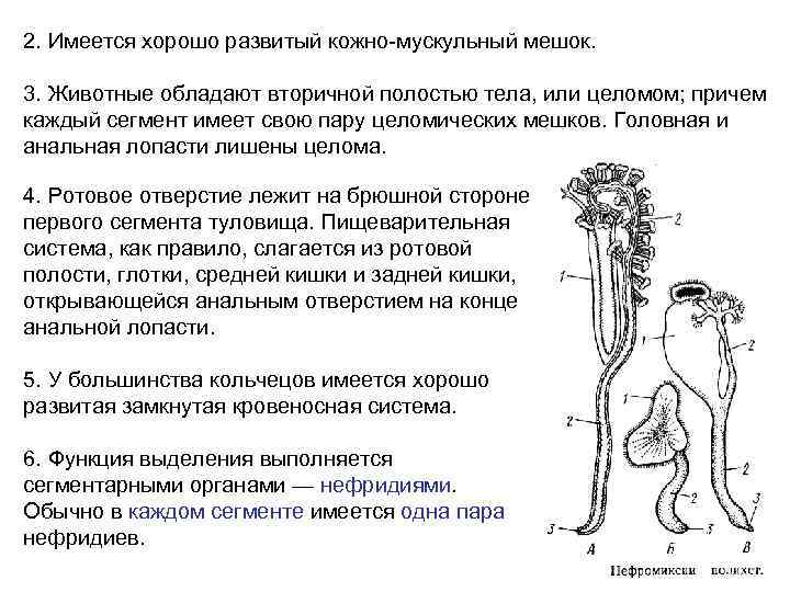 2. Имеется хорошо развитый кожно-мускульный мешок. 3. Животные обладают вторичной полостью тела, или целомом;