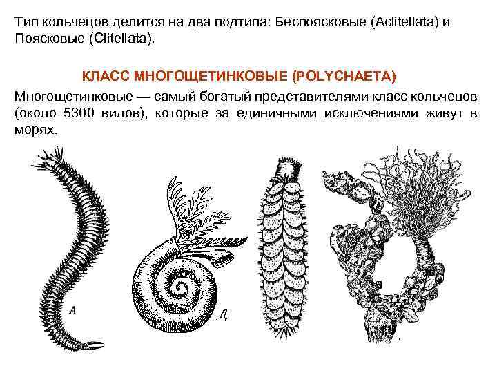 Тип кольчецов делится на два подтипа: Беспоясковые (Aclitellata) и Поясковые (Clitellata). КЛАСС МНОГОЩЕТИНКОВЫЕ (POLYCHAETA)