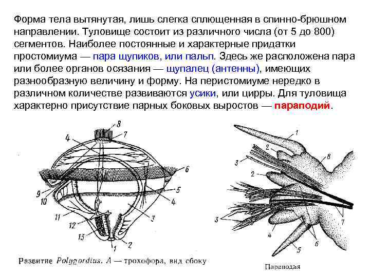 Форма тела вытянутая, лишь слегка сплющенная в спинно-брюшном направлении. Туловище состоит из различного числа