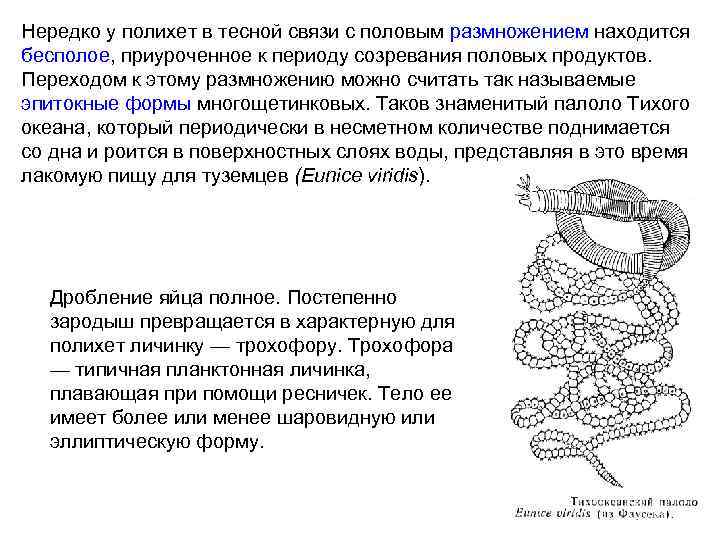 Нередко у полихет в тесной связи с половым размножением находится бесполое, приуроченное к периоду