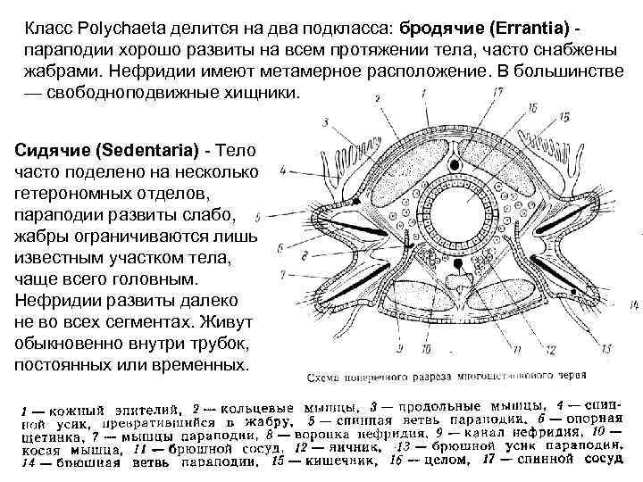 Класс Polychaeta делится на два подкласса: бродячие (Errantia) параподии хорошо развиты на всем протяжении