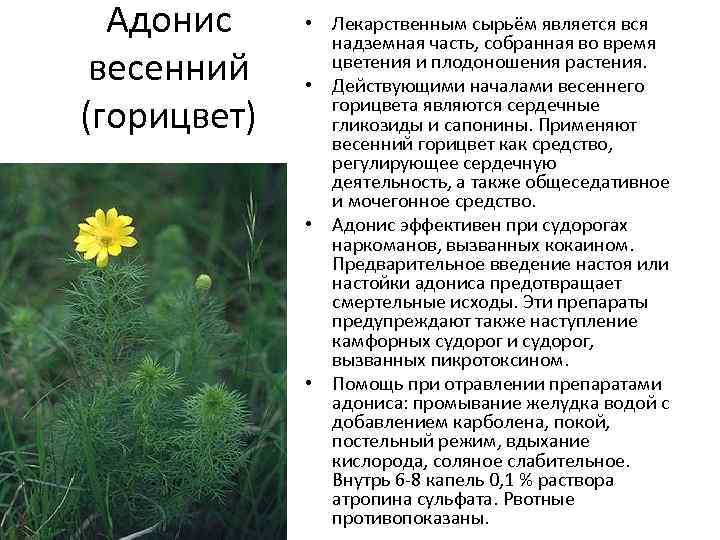 Адонис весенний (горицвет) • Лекарственным сырьём является вся надземная часть, собранная во время цветения