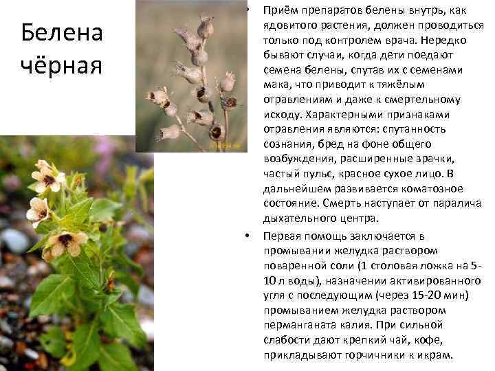 Белена чёрная • • Приём препаратов белены внутрь, как ядовитого растения, должен проводиться только