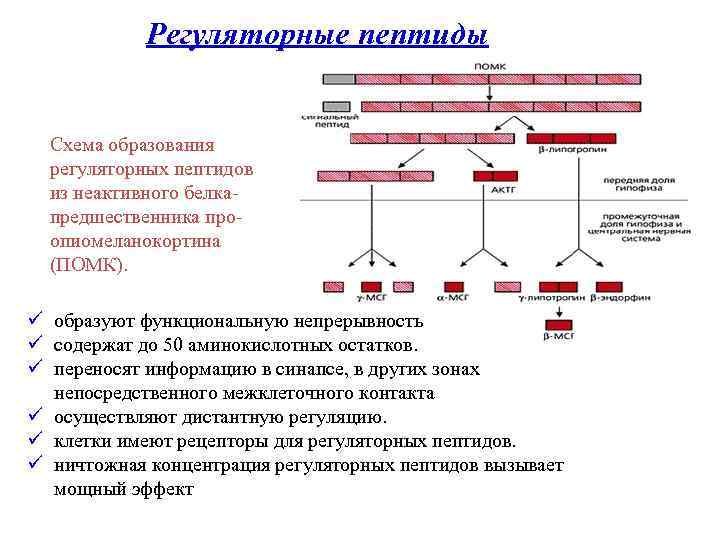 Регуляторные пептиды Схема образования регуляторных пептидов из неактивного белкапредшественника проопиомеланокортина (ПОМК). ü образуют функциональную
