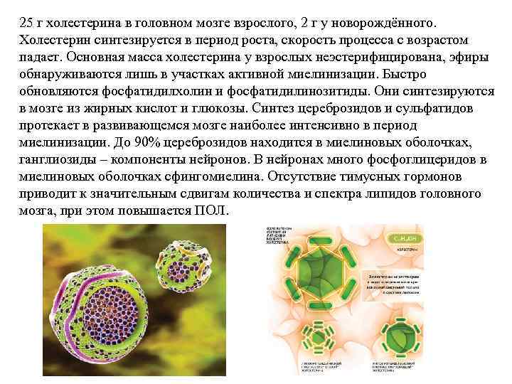 25 г холестерина в головном мозге взрослого, 2 г у новорождённого. Холестерин синтезируется в
