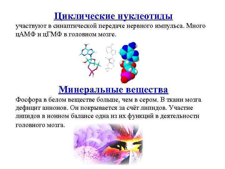 Циклические нуклеотиды участвуют в синаптической передаче нервного импульса. Много ц. АМФ и ц. ГМФ