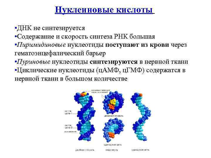 Нуклеиновые кислоты • ДНК не синтезируется • Содержание и скорость синтеза РНК большая •