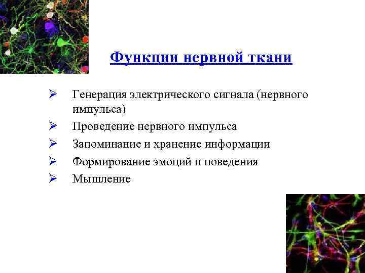 Функции нервной ткани Ø Ø Ø Генерация электрического сигнала (нервного импульса) Проведение нервного импульса