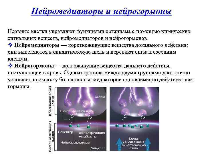 Нейромедиаторы и нейрогормоны Нервные клетки управляют функциями организма с помощью химических сигнальных веществ, нейромедиаторов