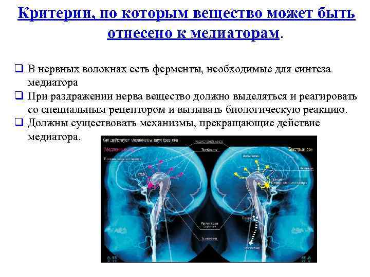 Критерии, по которым вещество может быть отнесено к медиаторам. q В нервных волокнах есть