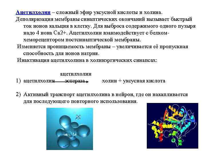Ацетилхолин – сложный эфир уксусной кислоты и холина. Деполяризация мембраны синаптических окончаний вызывает быстрый