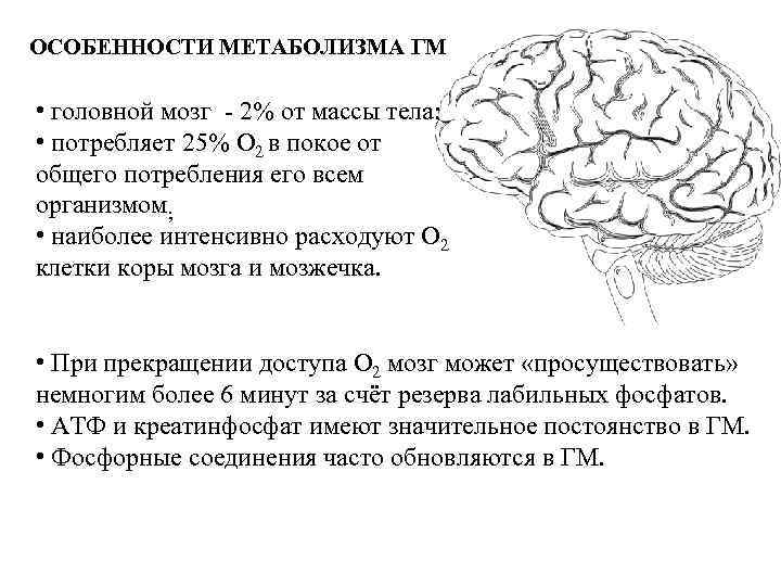 ОСОБЕННОСТИ МЕТАБОЛИЗМА ГМ • головной мозг - 2% от массы тела; • потребляет 25%