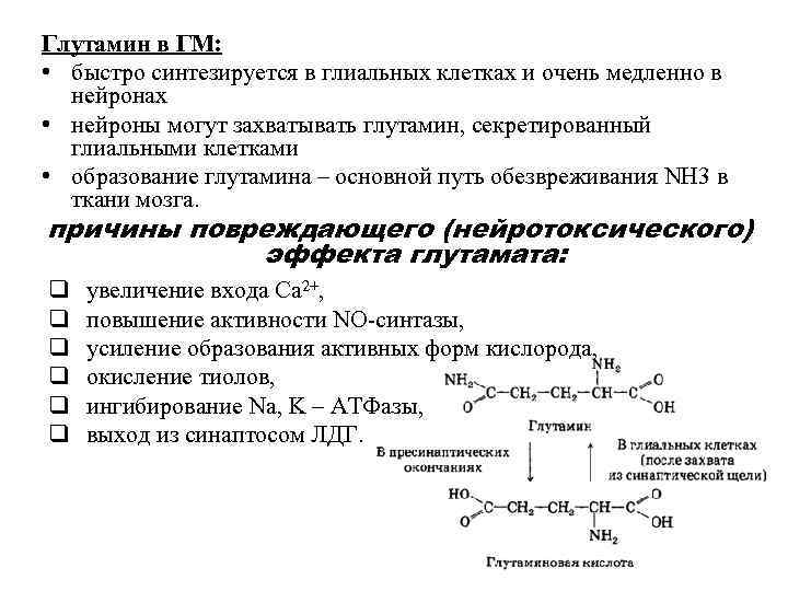 Глутамин в ГМ: • быстро синтезируется в глиальных клетках и очень медленно в нейронах