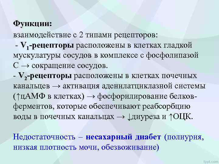 Функции: взаимодействие с 2 типами рецепторов: - V 1 -рецепторы расположены в клетках гладкой