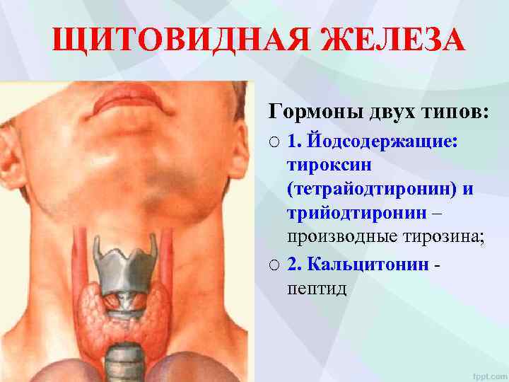 ЩИТОВИДНАЯ ЖЕЛЕЗА Гормоны двух типов: ¡ ¡ 1. Йодсодержащие: тироксин (тетрайодтиронин) и трийодтиронин –