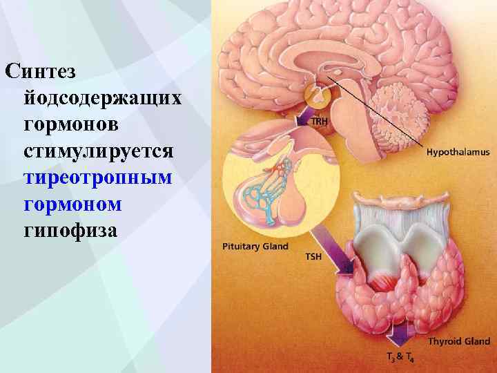 Синтез йодсодержащих гормонов стимулируется тиреотропным гормоном гипофиза 