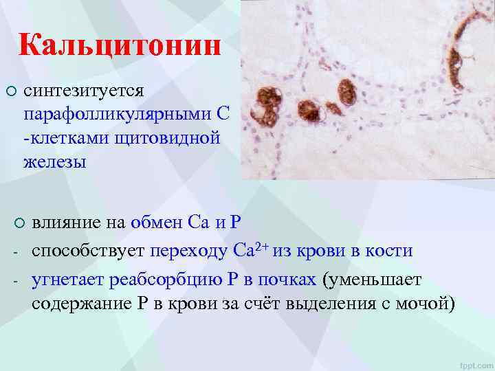 Кальцитонин ¡ синтезитуется парафолликулярными С -клетками щитовидной железы ¡ - влияние на обмен Са