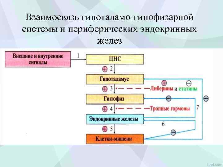 Взаимосвязь гипоталамо-гипофизарной системы и периферических эндокринных желез 
