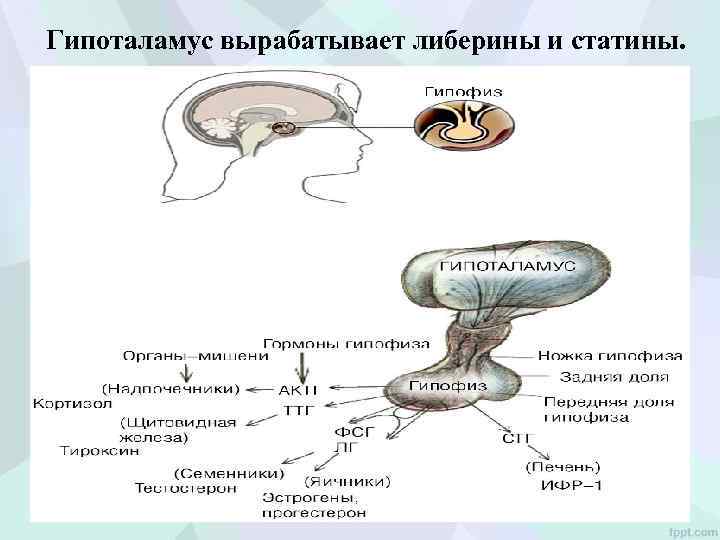Гипоталамус вырабатывает либерины и статины. 