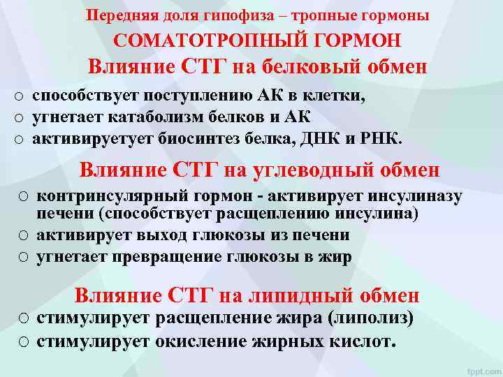 Передняя доля гипофиза – тропные гормоны СОМАТОТРОПНЫЙ ГОРМОН Влияние СТГ на белковый обмен o